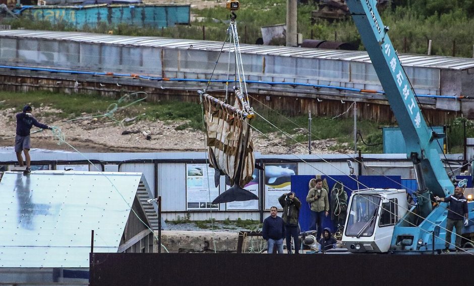 Rusijai iš „banginių kalėjimo“ paleidžia dar tris orkas