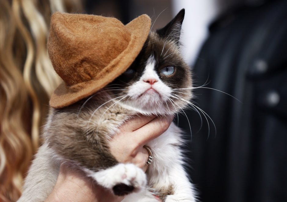 Nugaišo ko gero populiariausia pasaulyje katė „Grumpy Cat“