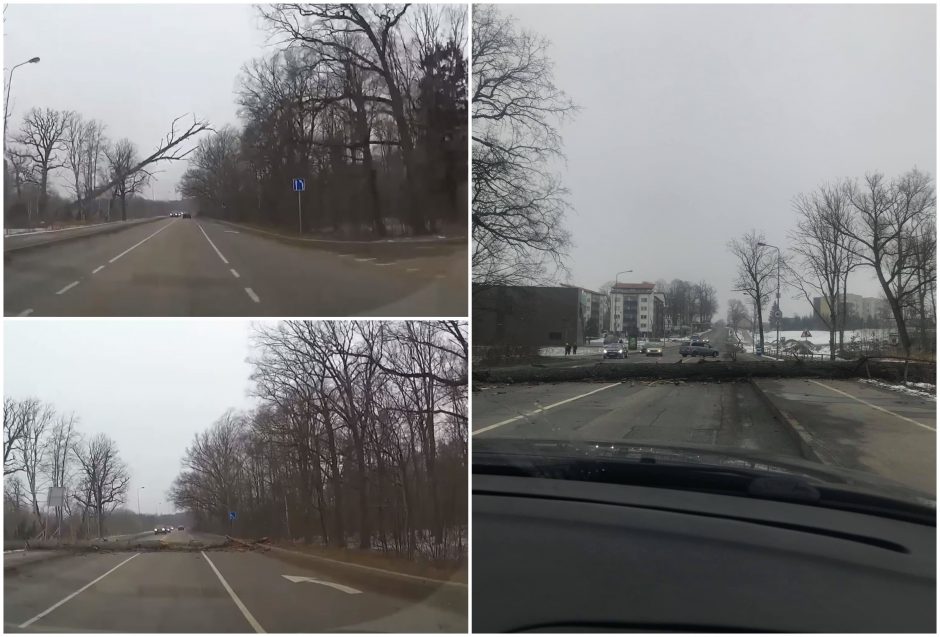 Per plauką nuo skaudžios nelaimės: vėjas vartė medžius tiesiai prieš mašinas (vaizdo įrašas)