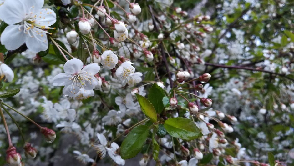 Orai pajūryje: pažadėjo lietaus, bet ne šilumos