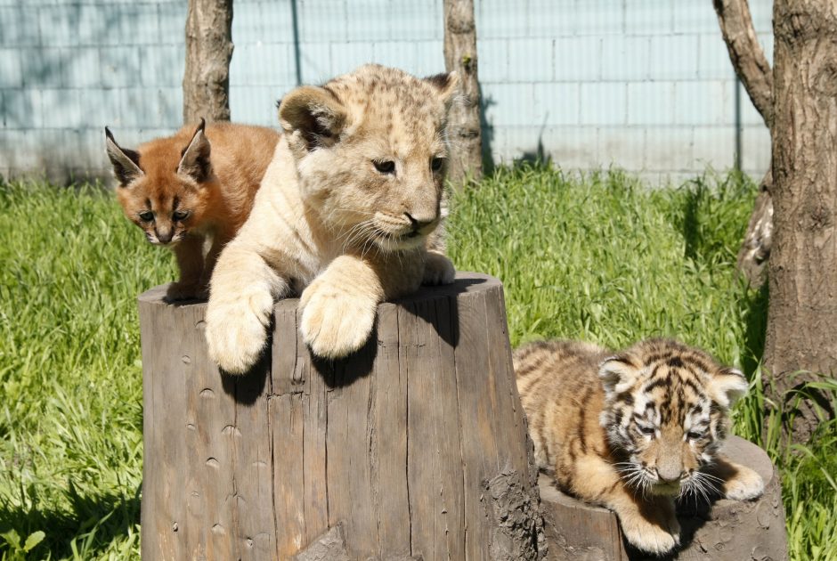 Klaipėdos zoologijos sode – mažylių gausa