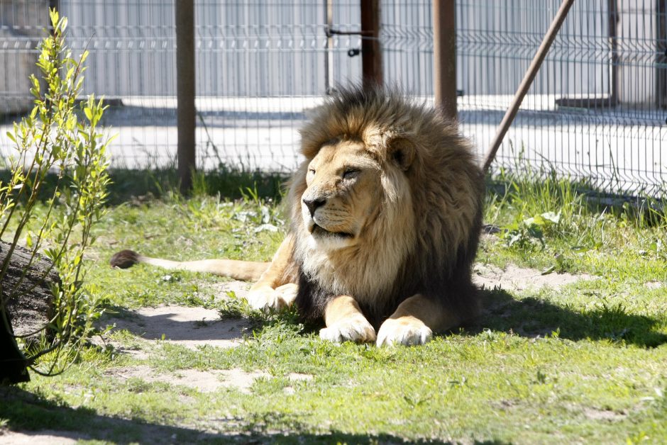 Klaipėdos zoologijos sode – mažylių gausa