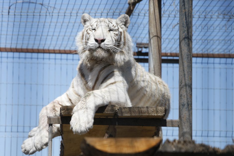 Klaipėdos zoologijos sode – mažylių gausa