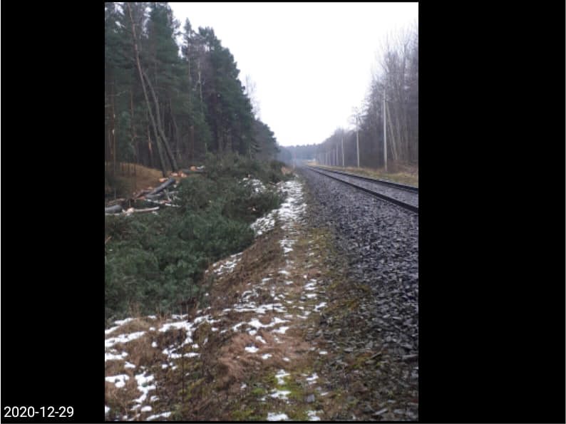 Dėl kertamų medžių Giruliuose – įsiūtis: kas ir kodėl kerta mišką?