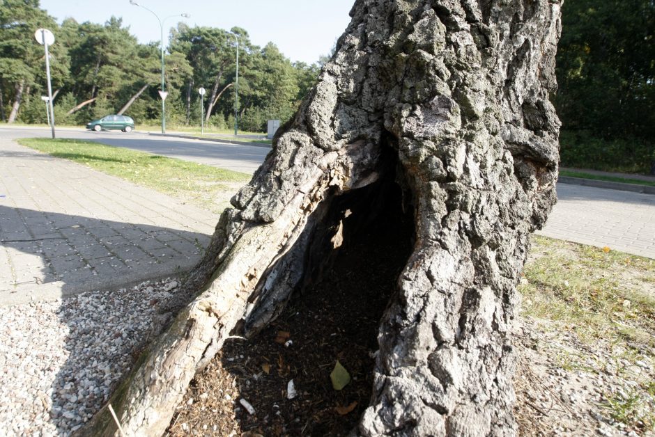 Skundai neliko nepastebėti: Klaipėdoje pagaliau pjaus senus medžius