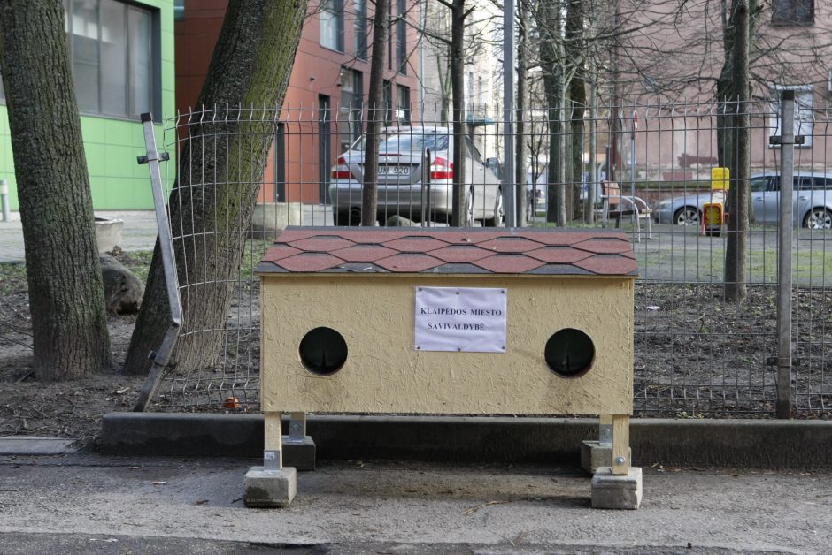 Klaipėdos miesto centre – kačių desantas: baiminamasi ligų