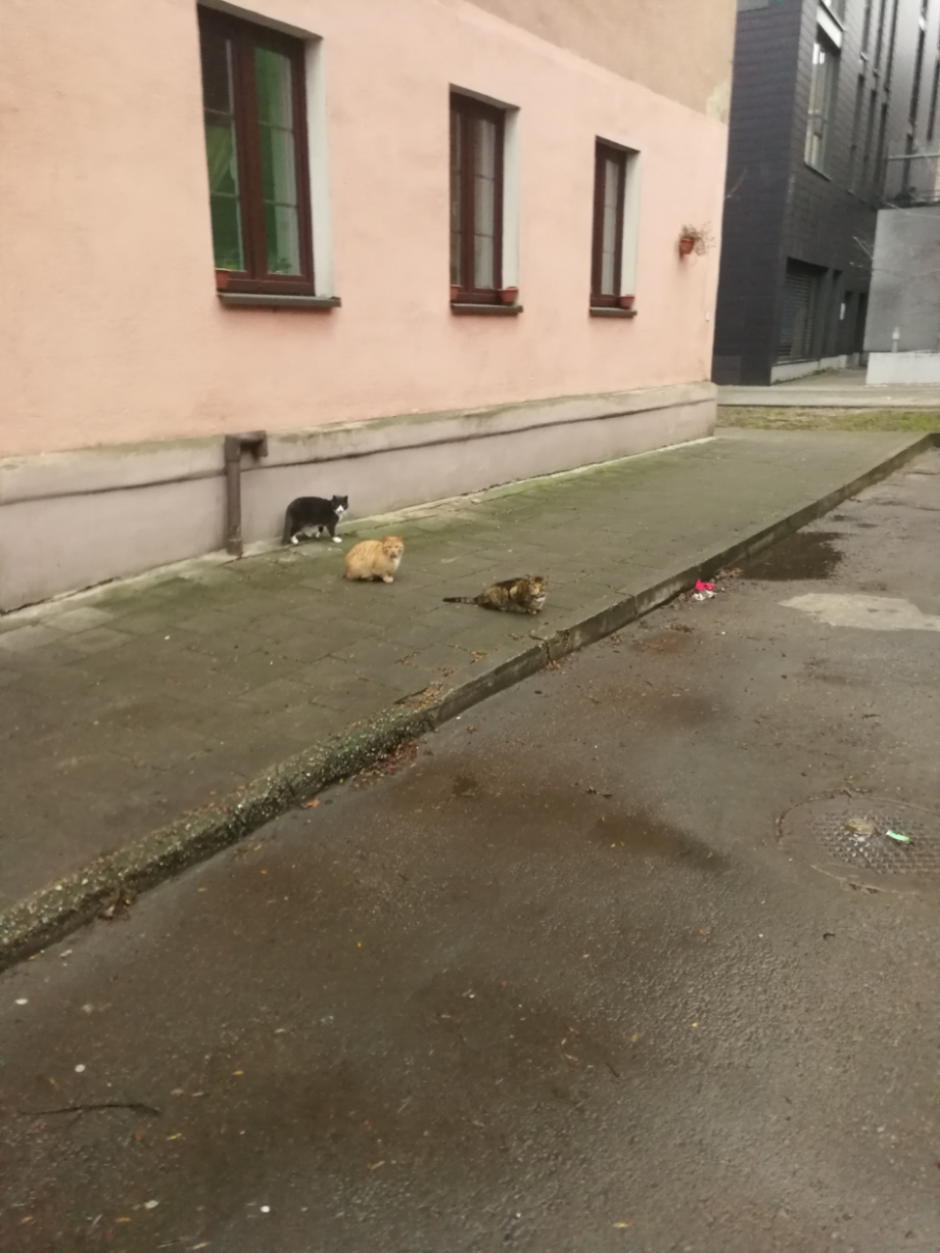 Klaipėdos miesto centre – kačių desantas: baiminamasi ligų