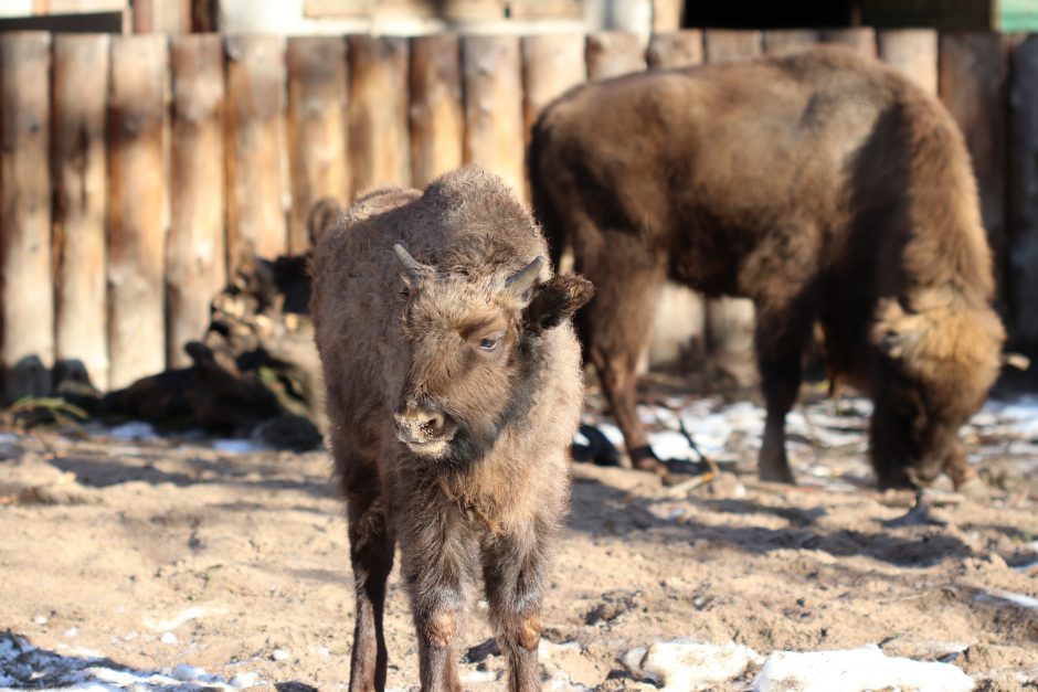 Nauji gyventojai: Lietuvos zoologijos sode – milžinai stumbrai