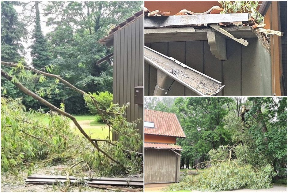 Skulptūrų parke – siaubas dėl medžių: baiminamasi daugiau nelaimių