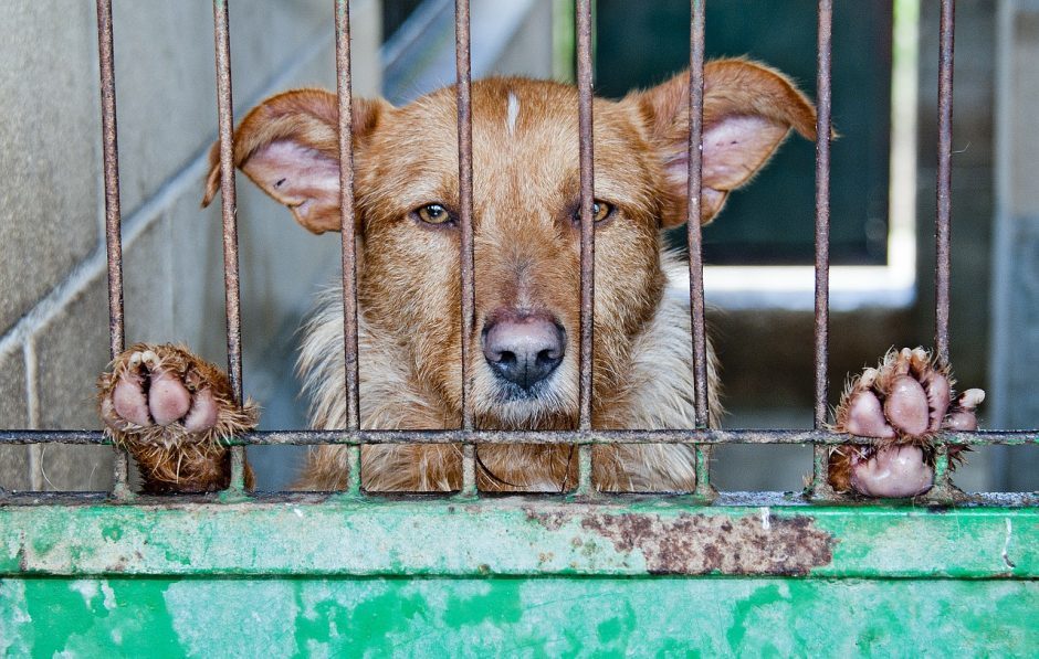 Vyriausybė nepritarė parlamentarų norui reguliuoti gyvūnų veisimą