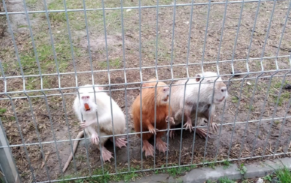 Kėdainių rajone aplinkosaugininkai paėmė neteisėtai auginamas nutrijas