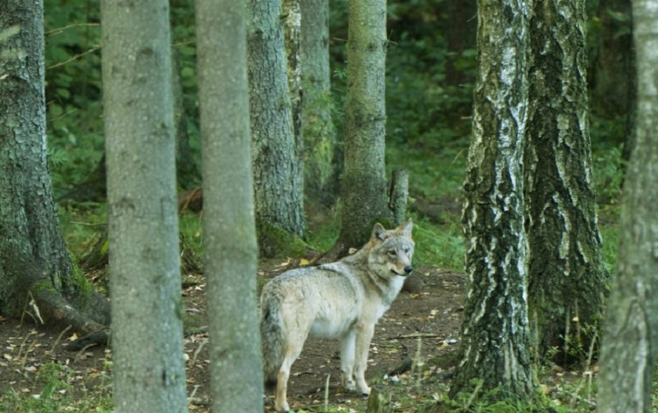 Per medžioklės sezoną leista sumedžioti 175 vilkus
