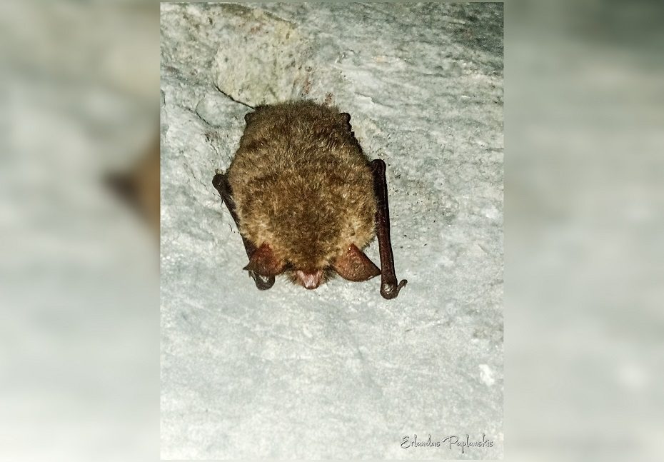 Tvirtovėje – iš žiemos miego prižadintas retas šikšnosparnis