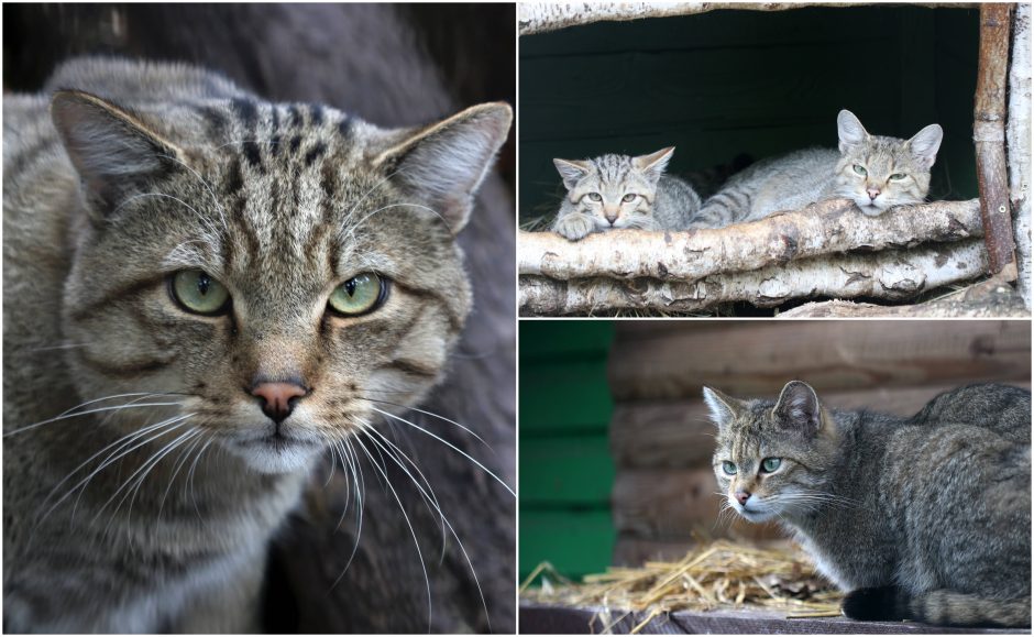 Lietuvos zoologijos sodas kviečia pažinti miškines kates