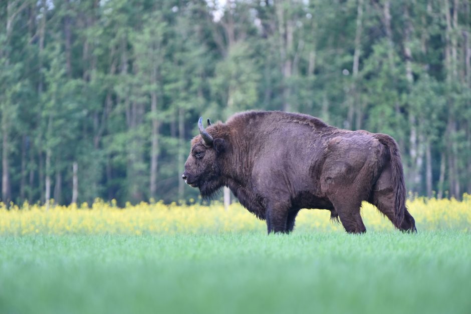 Pašilių stumbryne – pažintis su stambiausiais laukiniais gyvūnais