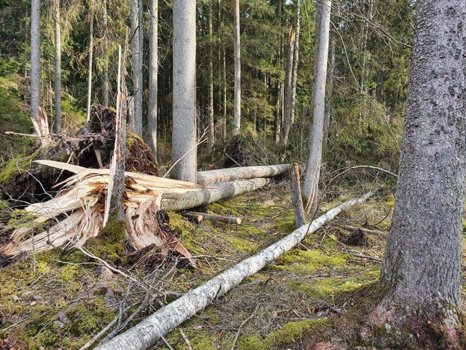 Miškininkai skelbia sutvarkę kovą siautusios audros „Laura“ padarinius