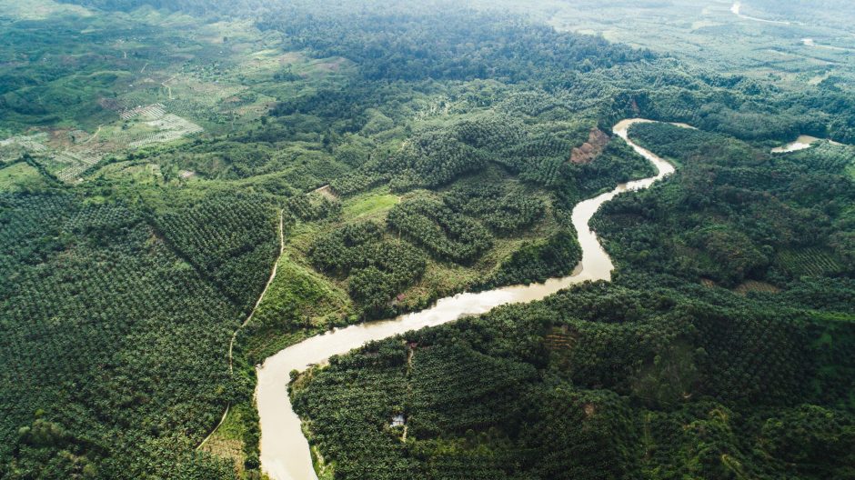 Gatvės meno aidas iš Indonezijos miškų