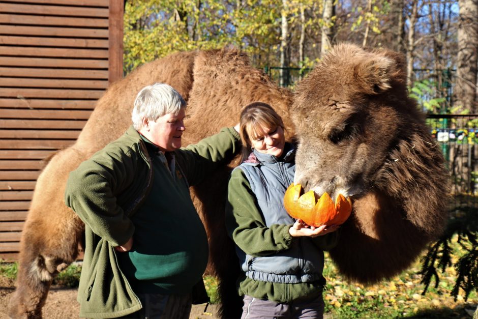 Tradicija: skanusis moliūgadienis Lietuvos zoologijos sodo gyvūnams 