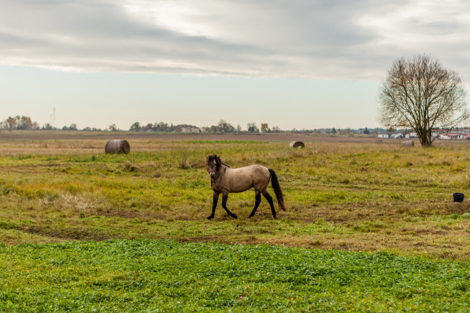 Dzūkijos žemėlapyje – Vido žemaitukų vardai