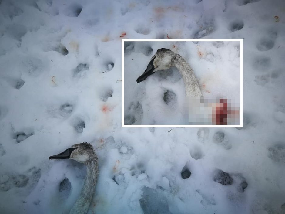 Kaune – sukrečiantys vaizdai: gyventojai sniege rado gulbės galvą