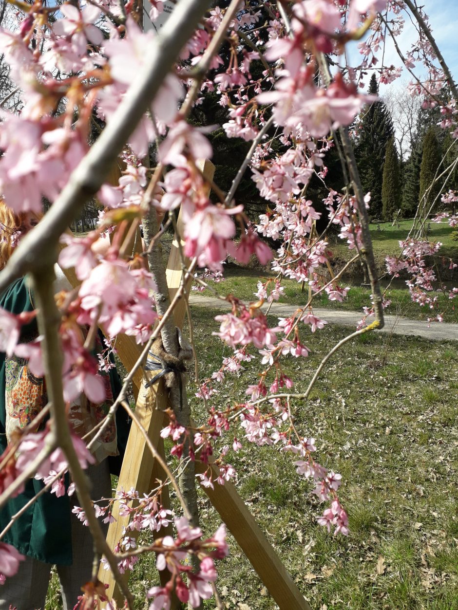 Dubravos arboretume skleidžiasi magnolijų žiedai