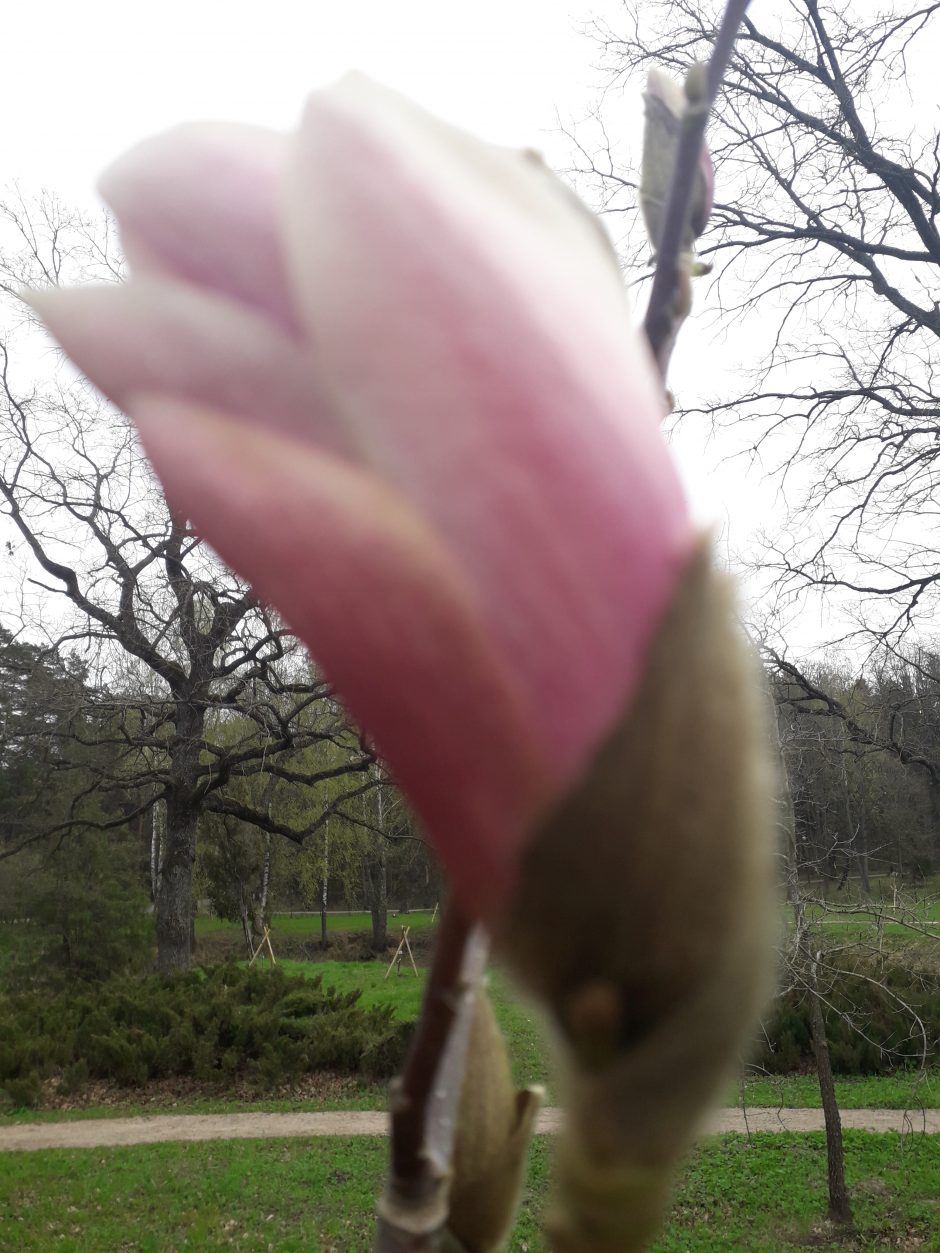 Dubravos arboretume skleidžiasi magnolijų žiedai