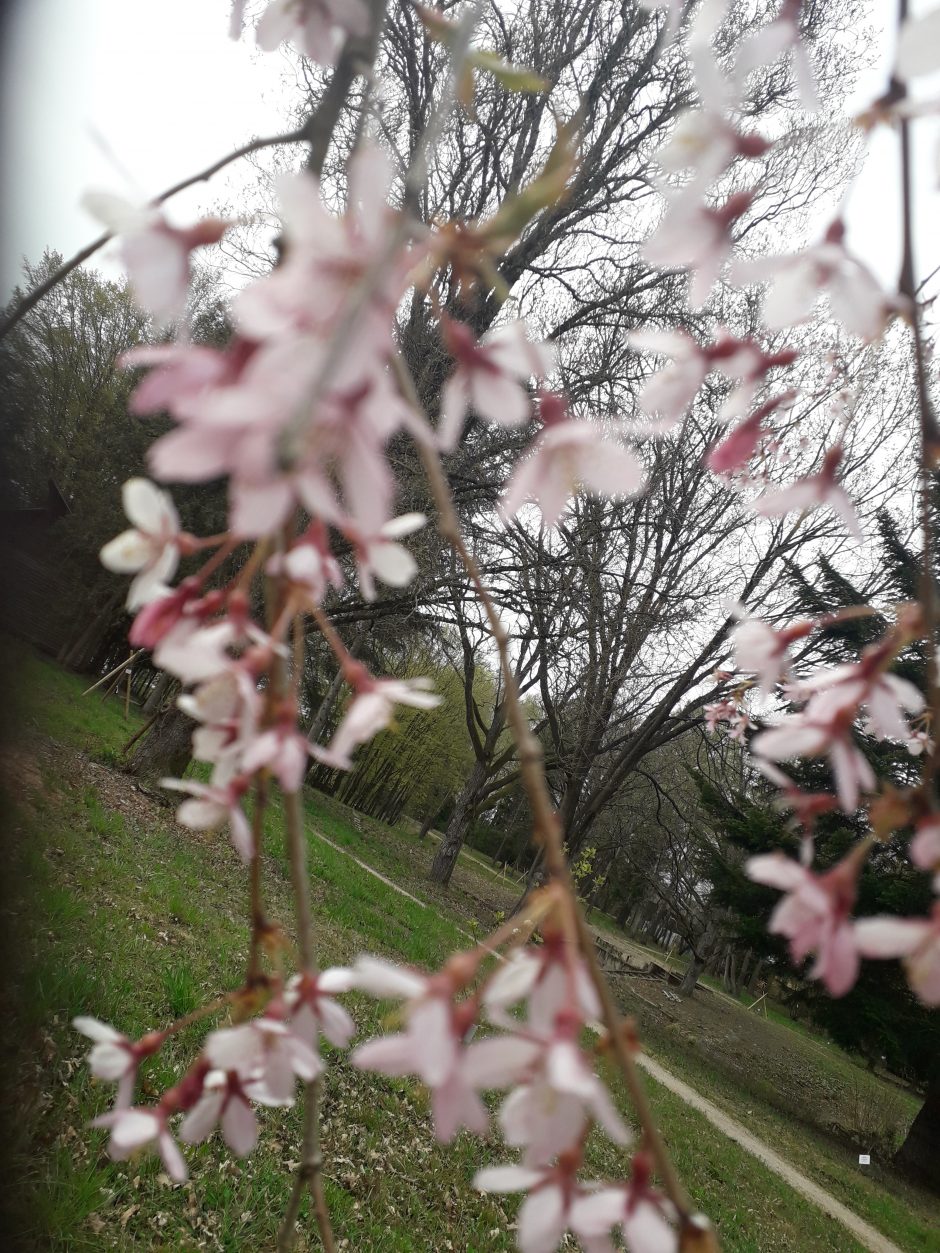 Dubravos arboretume skleidžiasi magnolijų žiedai