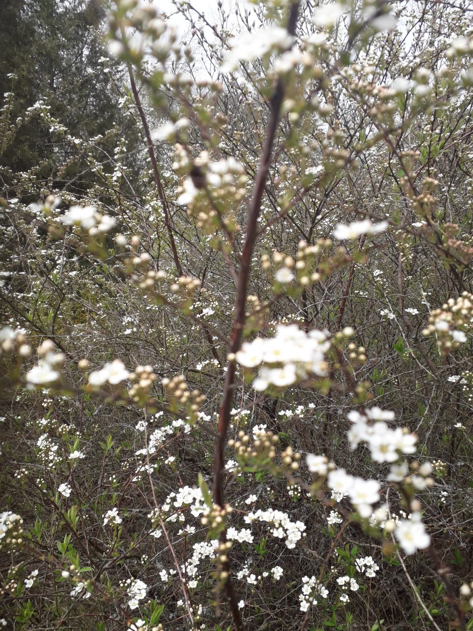 Dubravos arboretume skleidžiasi magnolijų žiedai