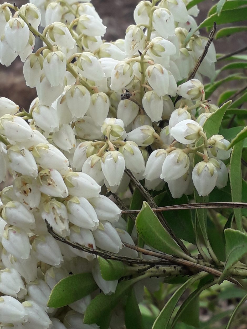 Dubravos arboretume skleidžiasi magnolijų žiedai