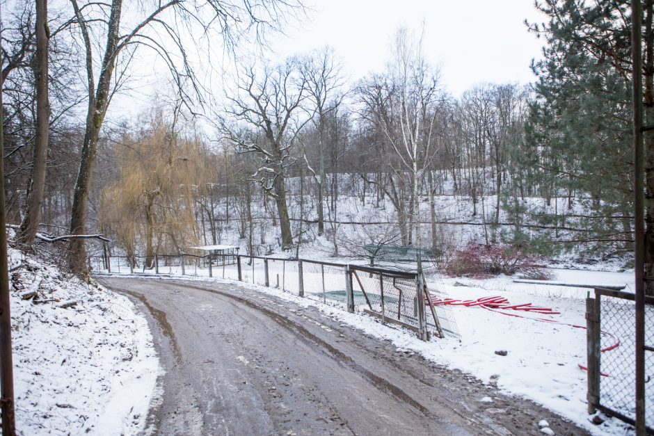 Šiurpi Zoologijos sodo mįslė – su vagystės šešėliu