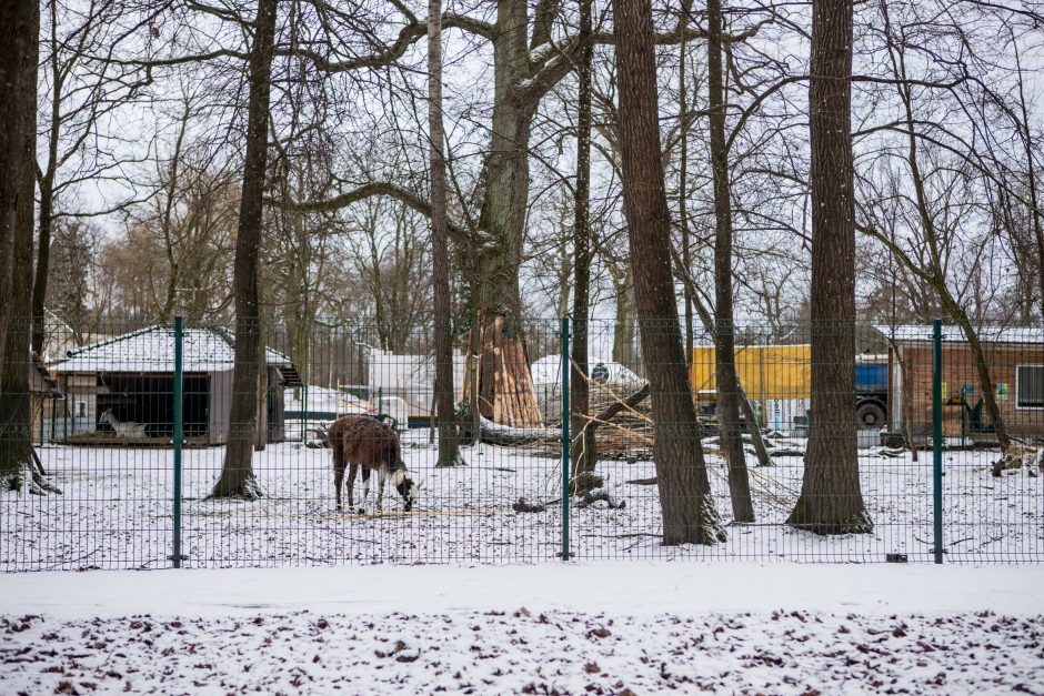 Šiurpi Zoologijos sodo mįslė: dalis jos jau įminta