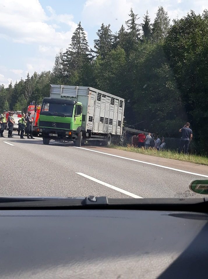 Magistralėje po avarijų teko gelbėti ir kiaules, ir alų 