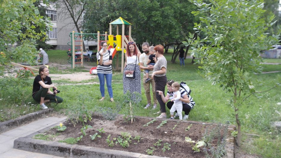 Daržai daugiabučių rajone?