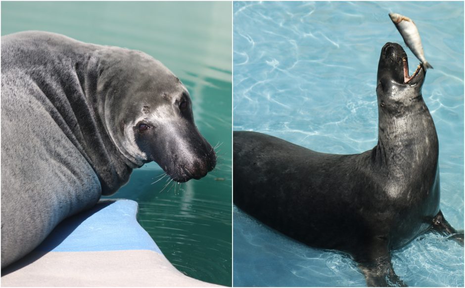 Ruonis Kajus išvyko į Kaliningrado zoologijos sodą