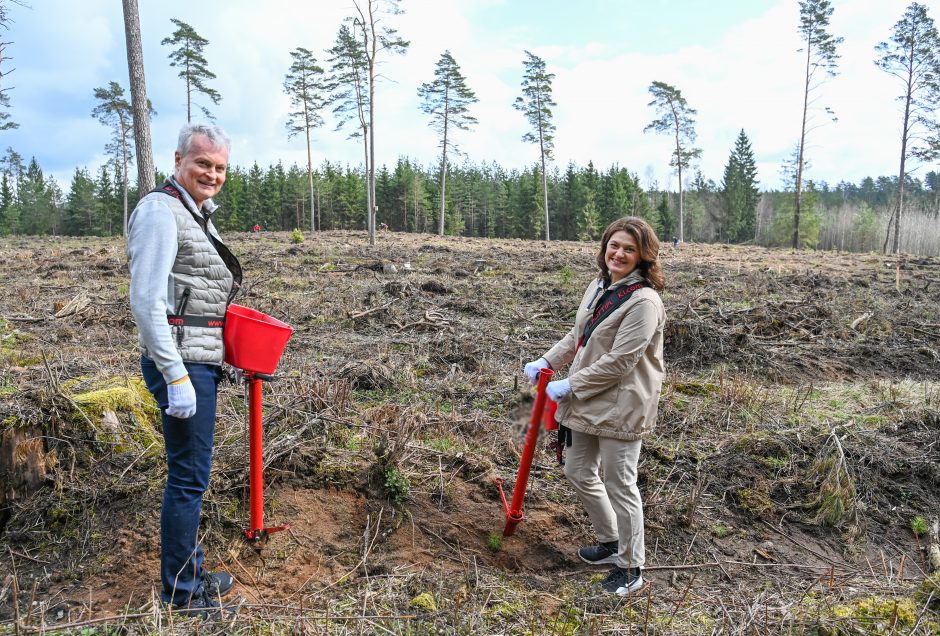 G. Nausėda šeštadienį praleido sodindamas medžius: per keletą valandų – 10 tūkst. sodinukų