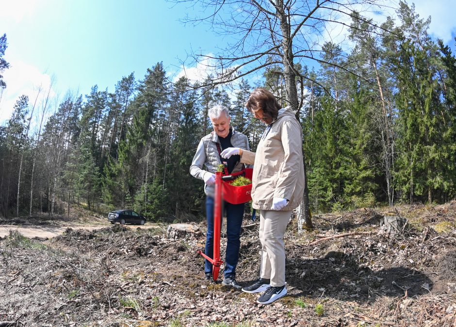 G. Nausėda šeštadienį praleido sodindamas medžius: per keletą valandų – 10 tūkst. sodinukų