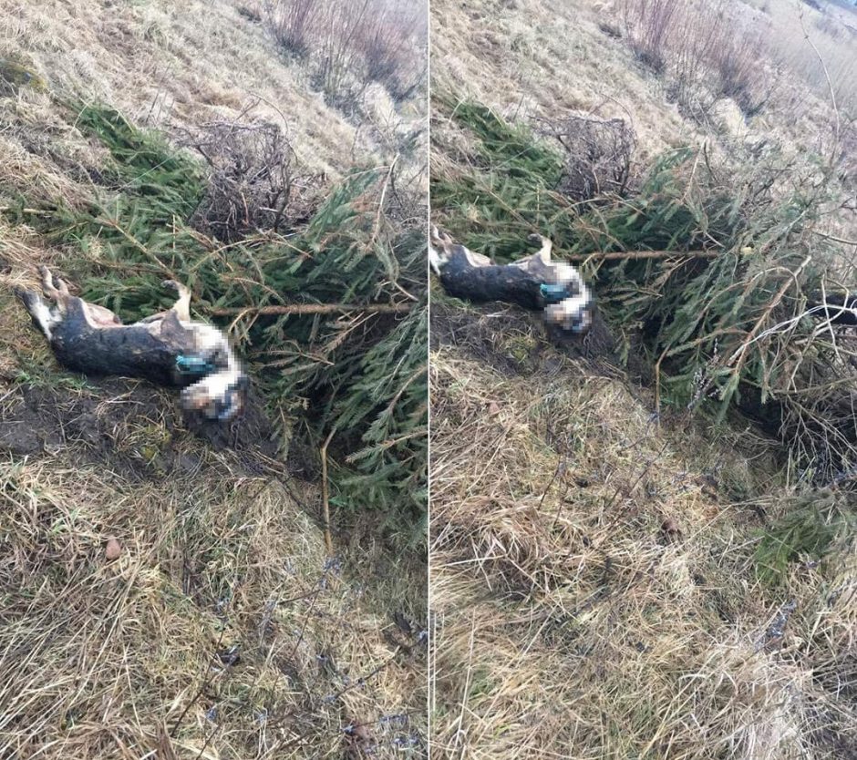 Žiaurumui nėra ribų: prie šakos pririšo šunelį ir paliko numirti