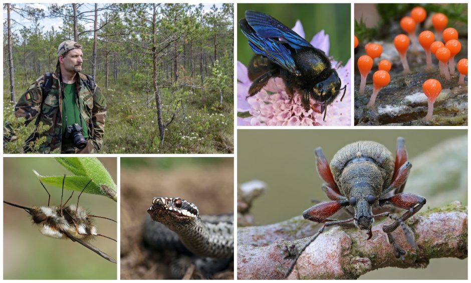 Modelių ieško gamtoje: vabzdžiai ir kiti gyviai kaunietį žavi nuo vaikystės