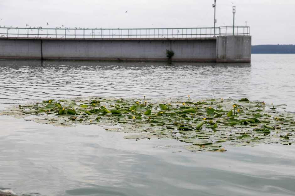 Nusekęs Nemunas gali pridaryti daug bėdų: teks stabdyti „Raketą“?