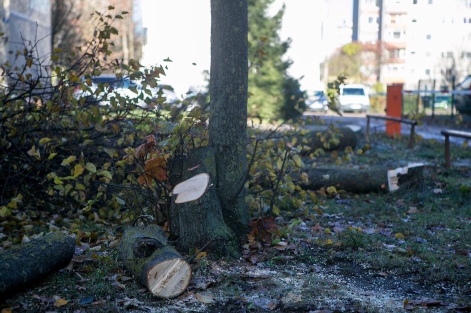 Įžūlu: Kaune medžius išpjovė be leidimų – gresia tūkstantinė bauda