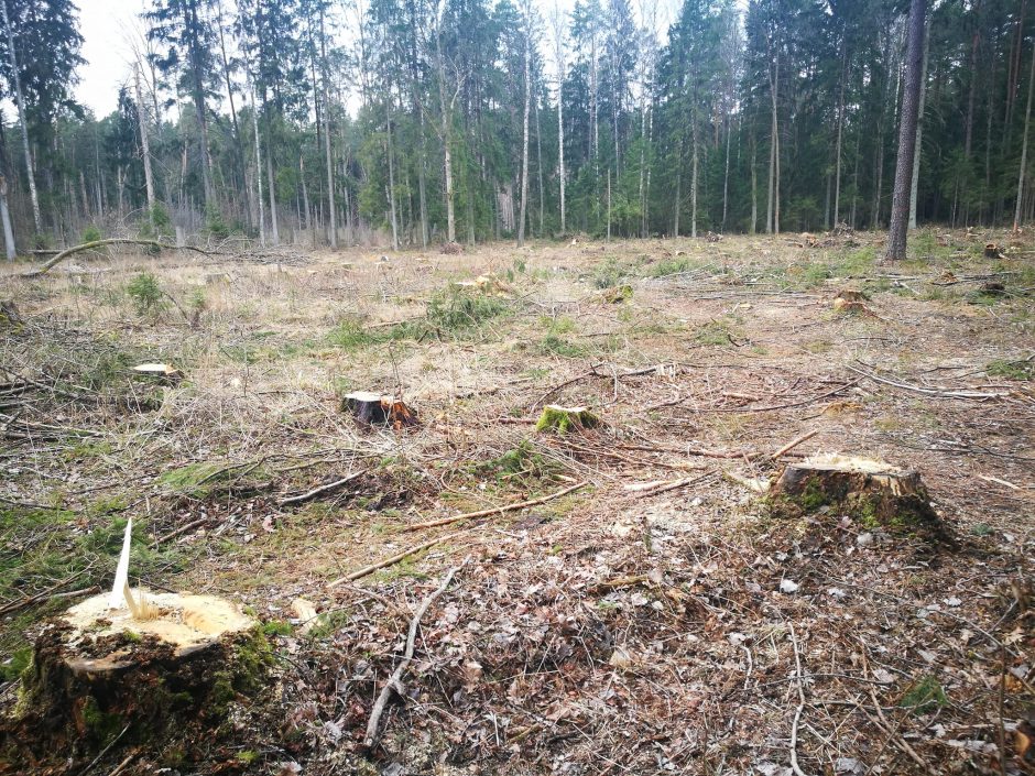 Nustėro dėl vaizdingame miške iškirstų medžių: kuo nusikalto tas dviejų sprindžių ąžuoliukas?