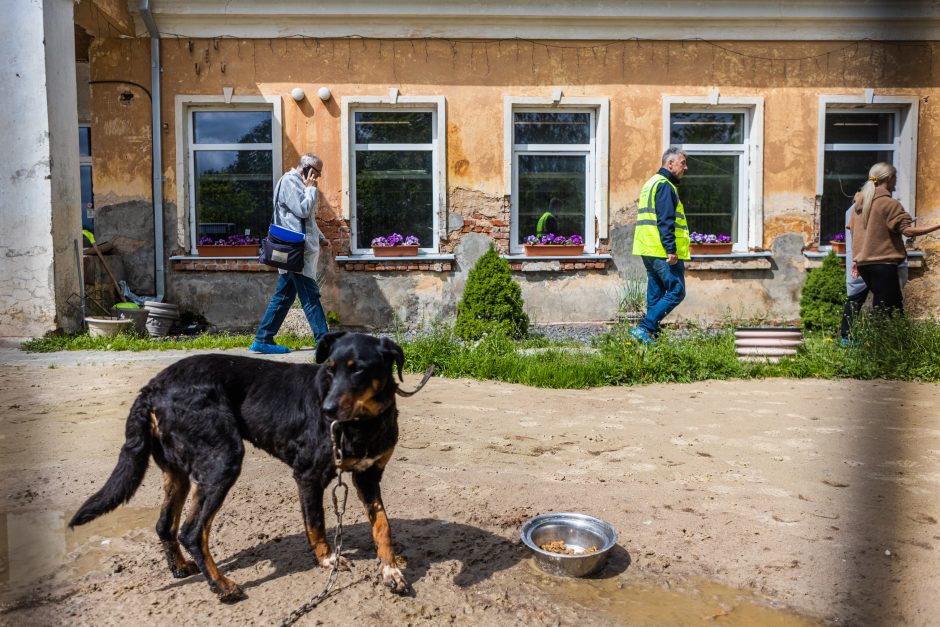 Intrigomis ir ambicijomis apraizgyta šuns istorija