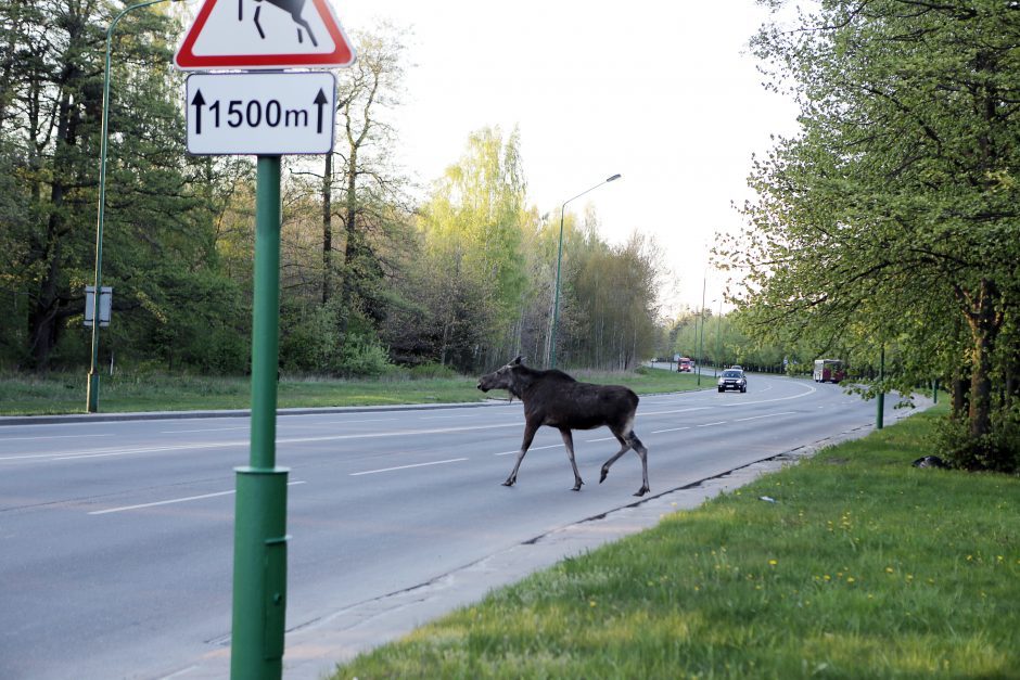 Laukinių gyvūnų priežiūrą ir globą siūloma patikėti prie LSMU steigiamam centrui