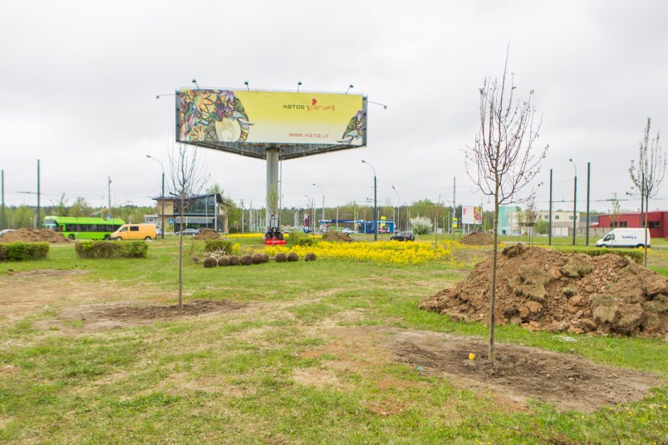 Medžių sodinimas žiedinėse sankryžose: pasisakė projekto rengėjai