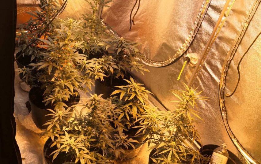 Pareigūnai krėtė telšiškių garažą ir namus: rado kanapių laboratoriją, kitų narkotikų