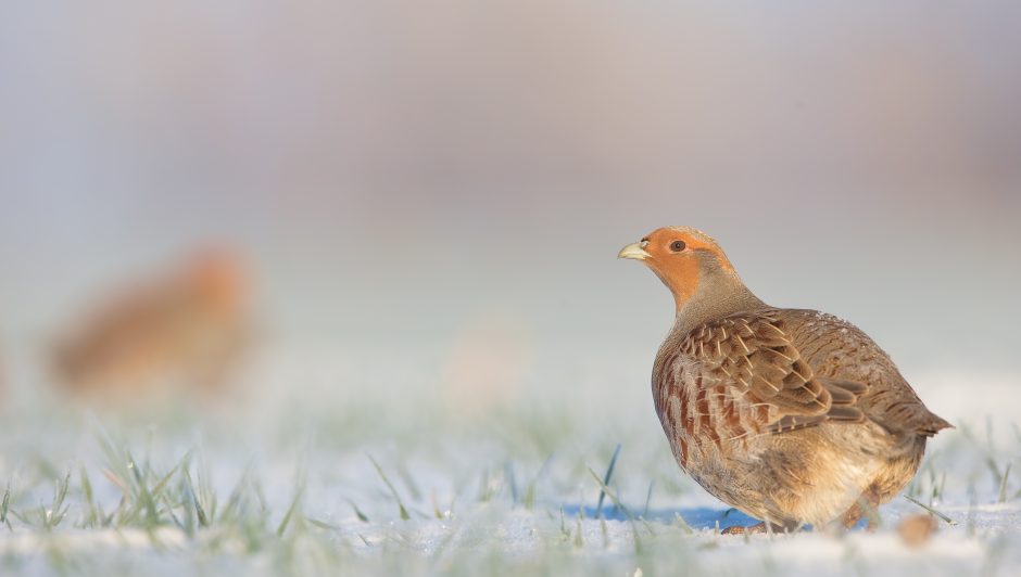 Padėkime kurapkoms: žiema joms – išbandymas