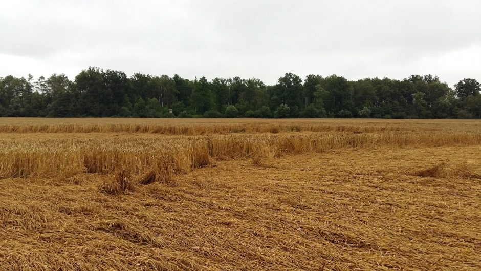 BTA draudimas: derlių niokojančios liūtys ir audros žlugdė žemdirbių planus