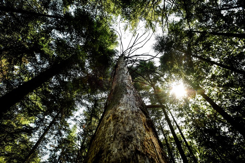 Seimas atmetė G. Nausėdos veto dėl miško žemės įsigijimų ribojimo