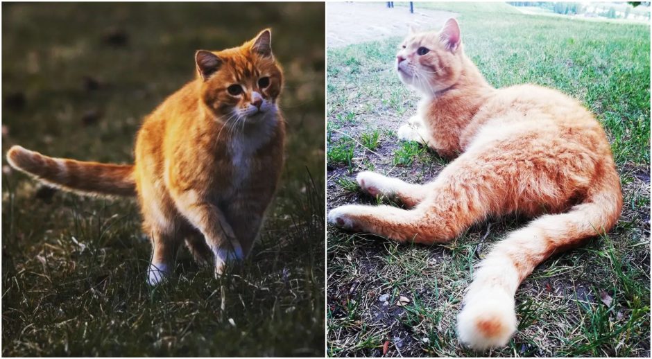 Garsusis Kernavės katinas įžymybe tapo ir instagrame – pats užsidirba pragyvenimui