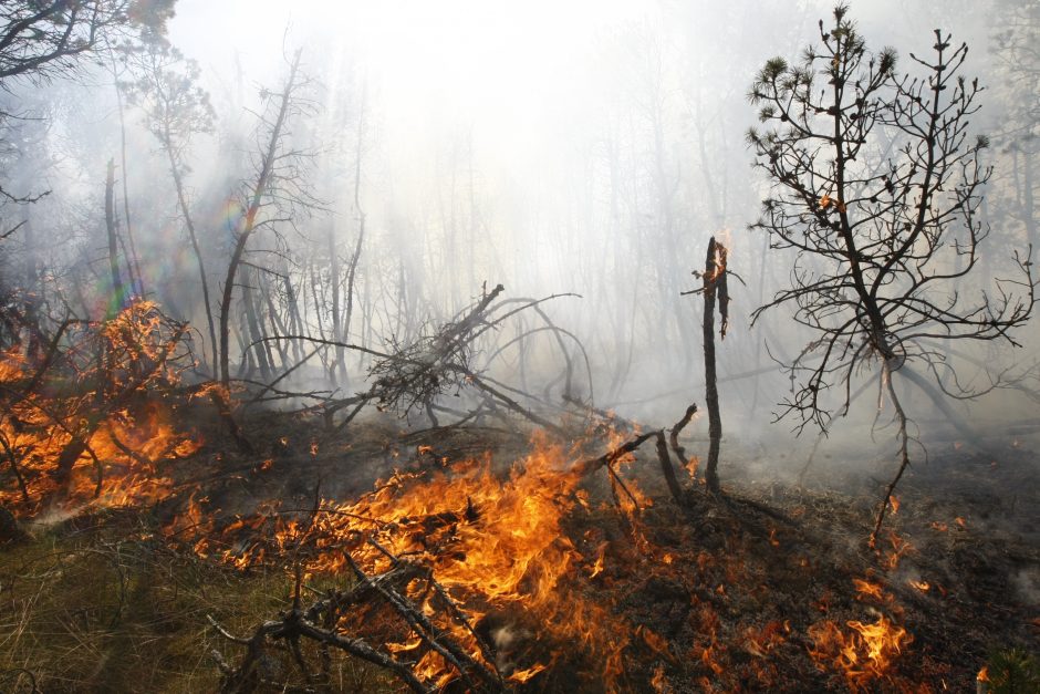 Gaisravietėje Kuršių nerijoje buvo kilęs dar vienas nedidelis gaisras 